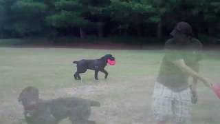 Brt Baloo Catching Frisbee