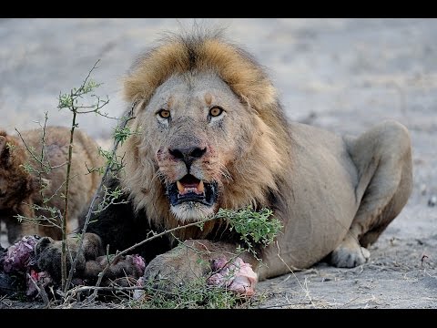 Lions Vs Hyenas Clash Of Enemies Lions Vs Hyenas Clash Of Enemies