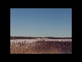 labradors