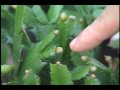 Christmas Cactus as Houseplants
