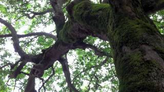 Watch Stoa Scrupus video