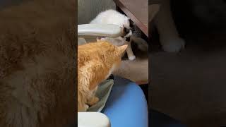 Gato Amarelo Espiando A Gata Tomar Banho
