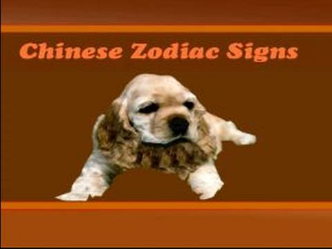 The Dog is a Chinese Zodiac Sign learn all about Chinese Zodiac signs 