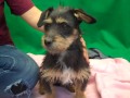 kibbles