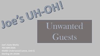 Joe's Uh-Oh! Unwanted guests