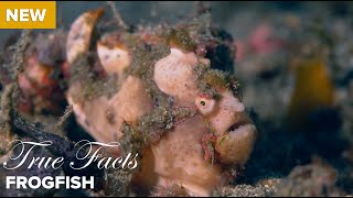 True Facts: Frog Fish