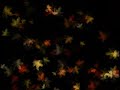 Digital Leaves Projection Free images Digital Leaves Projection Free