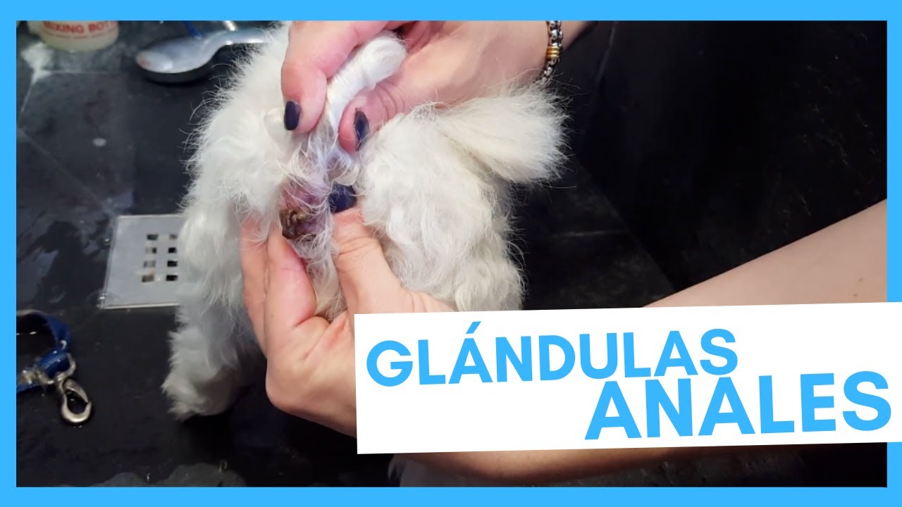 Canine anal gland cellulitus