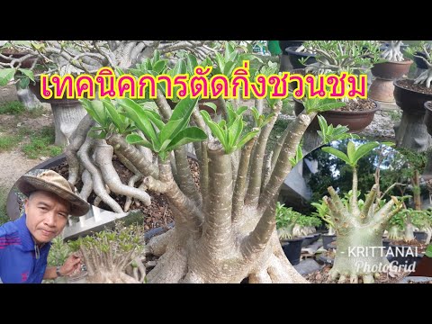 ชวนชมสตอรี่กับน้าเล็ก#:เทคนิคการตัดกิ่งชวนชม สไตล์พี่วินิจ