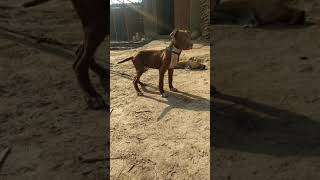 Son Of Kattapa 2Xw Grandson Of Import Spider & Import Fenzi