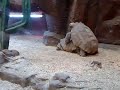 Видео зоопарк Киев 2012