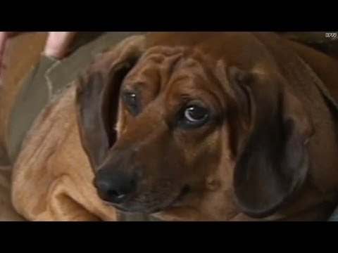 Xena the Warrior Puppy gets a second chance | HLNtv.com