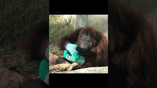 Orangutan Sock Gloves.