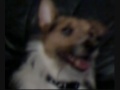 My Jack russel dog - Issac