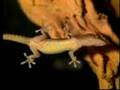 Miraculous Gecko