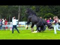 Stallion