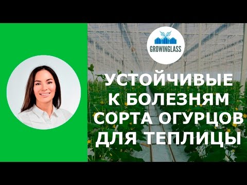 Новые сорта устойчивые к болезням и вредителям – названия и отзывы