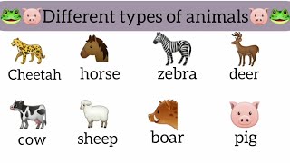 Different Types Of Animals