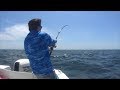 brooklyn sharking