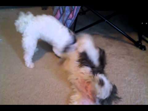 shih tzu vs maltese maltese vs shih tzu shih tzu vs maltese maltese vs shih tzu