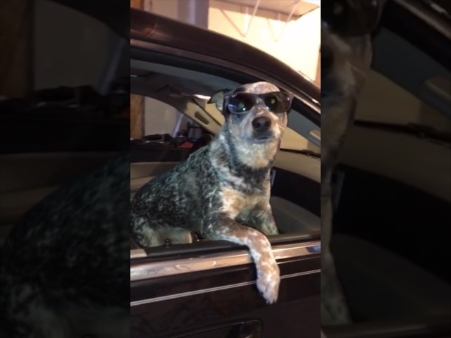 This Dog Just Won The Mannequin Challenge - Video