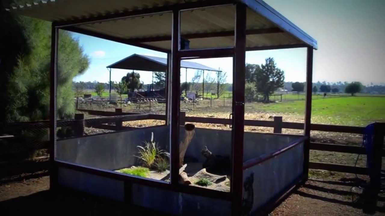 BEST Outdoor Bearded Dragon Enclosure - YouTube