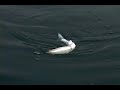 3:16 10" Freestyle - Floater