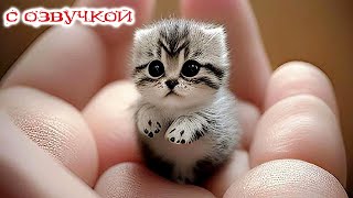 Приколы С Котами! С Озвучкой - Самые Смешные Коты - Смешные Животные! До Слёз!