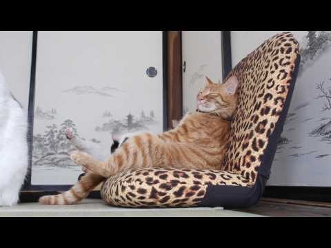 ライオンよ、これが王だ！座椅子に腰掛ける猫の風格がすごいと話題