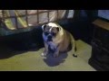 English Bulldog pregnant, in labor, and falling asleep while sitting!