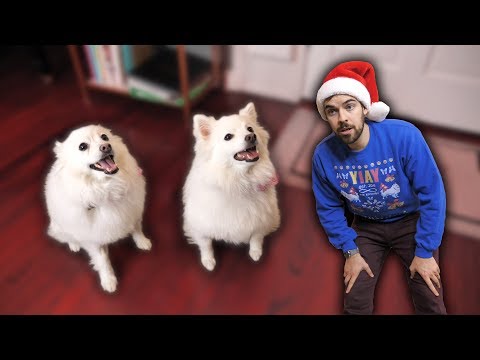 Telling our dogs they're adopted (Emotional) (YIAY #491)