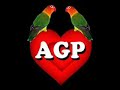 agapornis