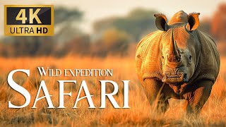 Wild Expedition Safari 4K 🐾 Discovery  Amazing Animals Film With Relax Piano Music To Deep Focus