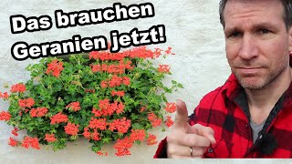 Was Deine Geranien Jetzt Schön Buschig Wachsen Lässt! 🌸