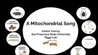 Ariana Yancey 3MT