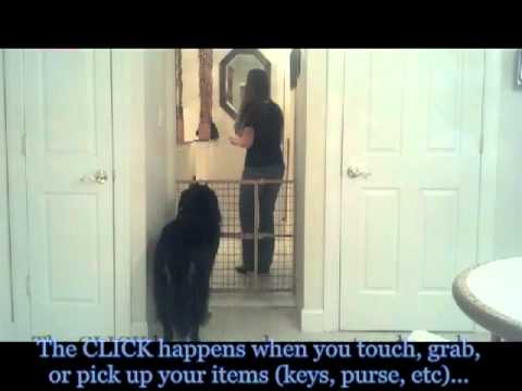 Separation Anxiety Behavior Modification Training - YouTube