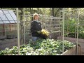 Garden tips