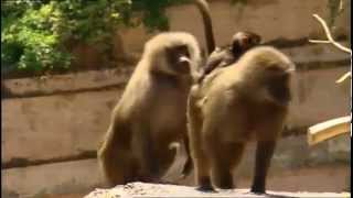 Watch Boogie Beebies Hey Monkey video