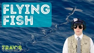 Animal Facts: Flying Fish