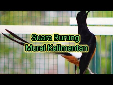 Suara Burung Murai Batu