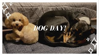 Vlogmas Day 2 | Dog Day!