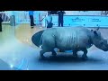 7d Laser Animal Show At Dubai Mall