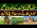 Mong Phali ki Kasht | How to Grow Peanuts | Mong Phali ki Kasht in Pakistan || Kissan Pakistan
