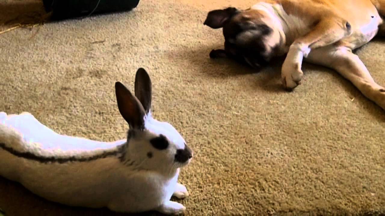 boxer play boxer play