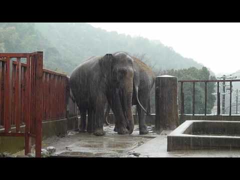 ゾウの鳴き声？日本平動物園
