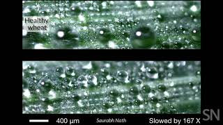 'Sneezing' leaves may spread disease | Science News