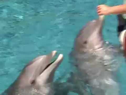 dolphins pearl tricks dolphins pearl tricks