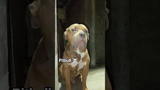 Dangerous Pitbull Video
