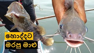 Fish for lunch | fishing | lagoon fishing
