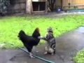 Gatos malucos!
